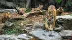 Harimau Siberia betina dan spesies langka Kelas 1 yang dilindungi oleh pemerintah Geon-gon berdiri dekat kelima anaknya di kebun binatang taman hiburan Everland, Yongin, Provinsi Gyeonggi-do, Korea Selatan, 30 September 2021. Kelimanya bernama Areum, Daun, Oori, Nara, Gangsan. (ANTHONY WALLACE/AFP)