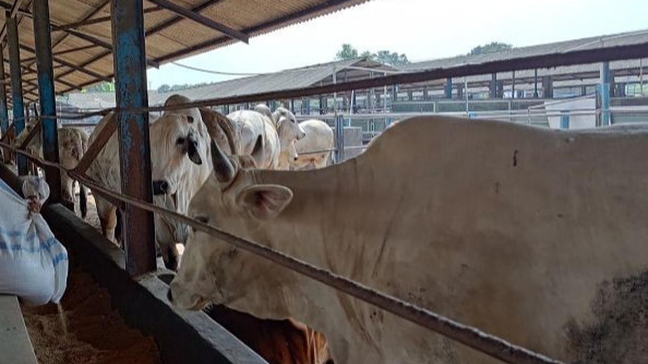 Pemkot Tangsel Perketat Pengawasan Hewan Kurban Jelang Idul Adha