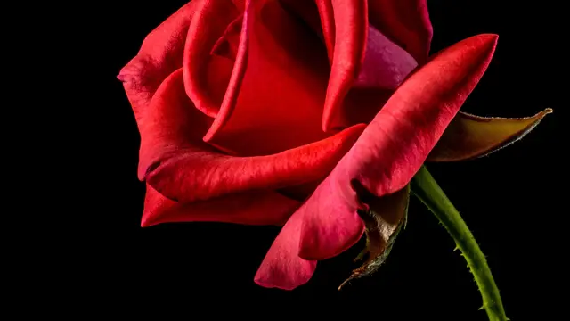 ilustrasi bunga yang bisa dimakan/pexels