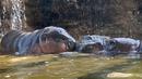 Bayi kuda nil kerdil jantan berusia dua hari berada di sebelah ibunya yang bernama Chiao Chiu saat bermain air di Taipei Zoo, Taiwan, Senin (12/8/2019). (Sam YEH/AFP)