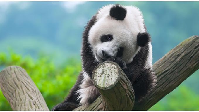 9900 Koleksi Gambar Hewan Panda Hitam Putih HD Terbaru