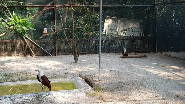 Pelestarian elang bondol oleh pertamina