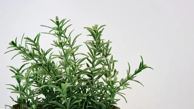 Rosemary