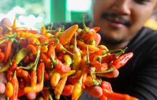 Terkuak, Ini Penyebab Mahalnya Harga Cabai Rawit Mencapai Rp100.000 per Kg