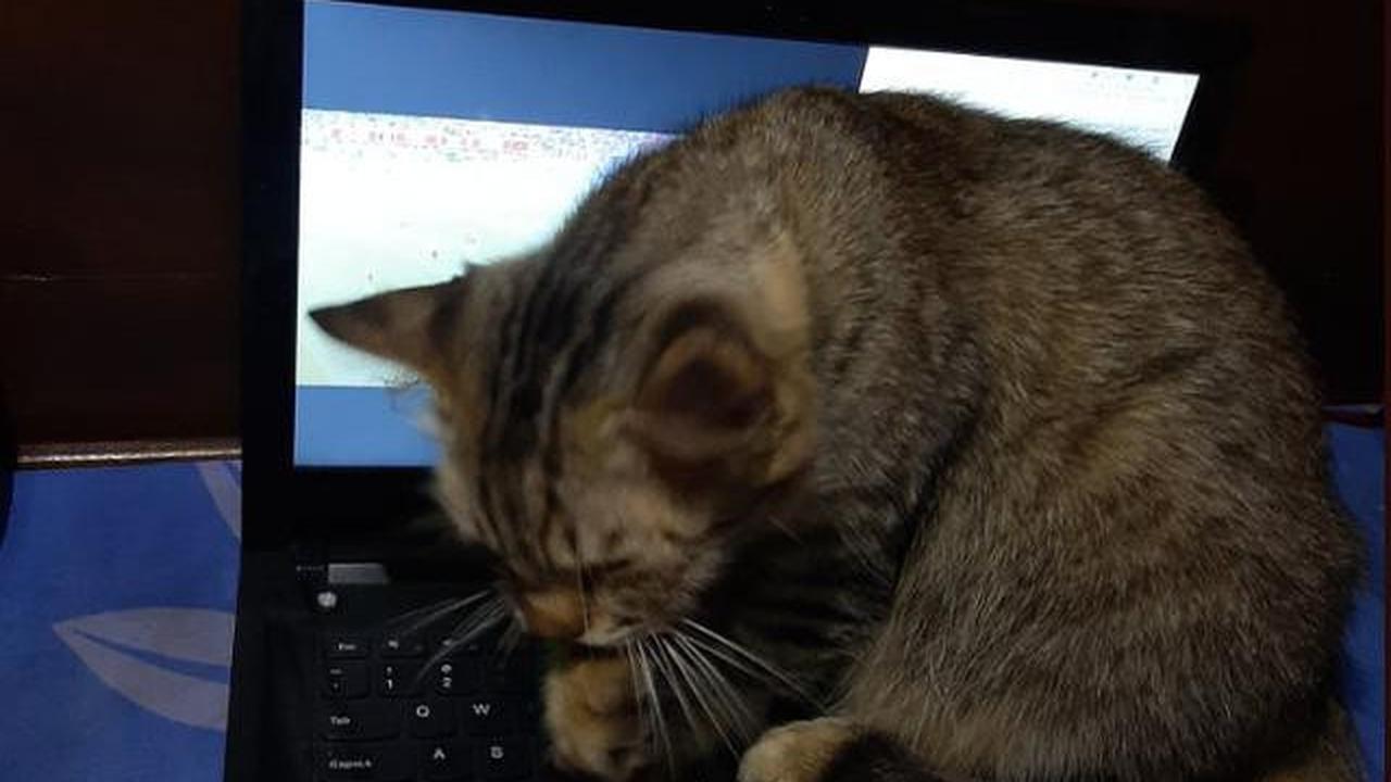 Mengapa Kucing Suka Duduk di Laptop? Ini Penjelasannya