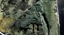 Mekanisme Antikythera saat ditampilkan di Museum Arkeologi Nasional, Athena , Yunani 9 Juni 2016. Mekanisme benda ini adalah sebagai komputer untuk mengukur pergerakan bintang-bintang dan planet-planet. (GAMBAR REUTERS / Alkis Konstantinidis)