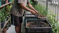 10 Tips Tanam Bawang Merah Pakai Cocopeat, Hemat dan Mudah Tanpa Tanah