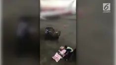 Seorang penumpang merekam tindakan tercela petugas kargo bandara. Mereka melempar begitu saja bagasi penumpang dari kendaraan pembawa ke aspal bandara.
