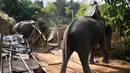 Petugas menunggang gajah untuk merobohkan rumah warga saat penggusuran di Suaka Margasatwa Amchang, Assam, India (27/11). (AP Photo/Anupam Nath)