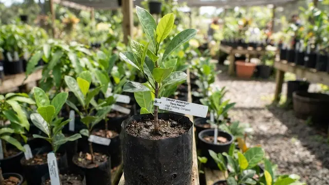 Varietas Nangka Mini