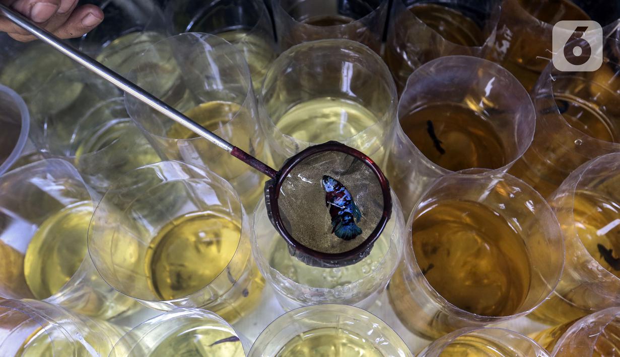 Foto Geliat Bisnis Ikan Cupang Hias Bisnis Liputan6 Com