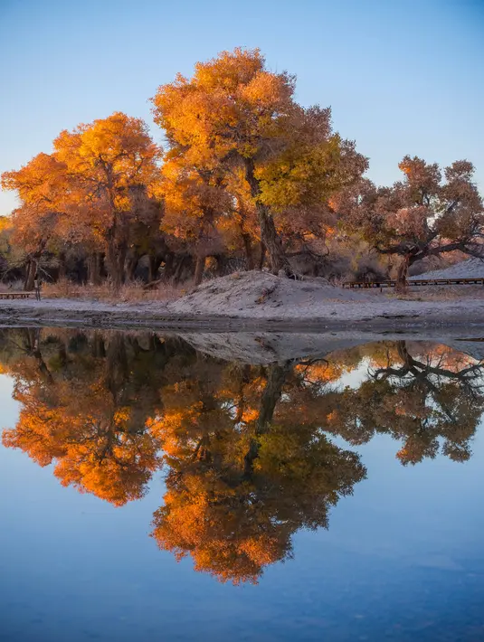 Foto yang diabadikan pada 18 Oktober 2020 ini menunjukkan pemandangan musim gugur di hutan poplar gurun (populus euphratica) di Wilayah Ejin, Daerah Otonom Mongolia Dalam, China utara. (Xinhua/Lian Zhen)