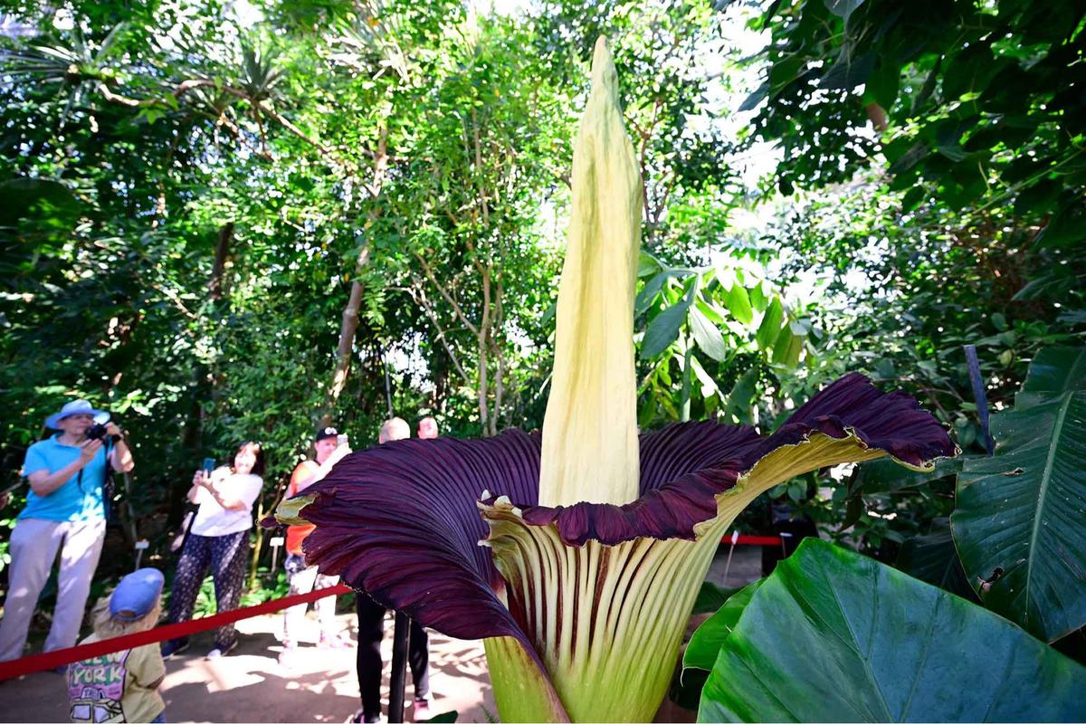 FOTO:  Bunga Bangkai Raksasa Asal Sumatera Mekar di Jerman