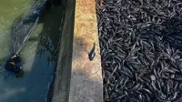 Metro Sepekan: Marak Berantas Ikan Sapu-Sapu di Jakarta, Pakar IPB University Sarankan Strategi Efektif