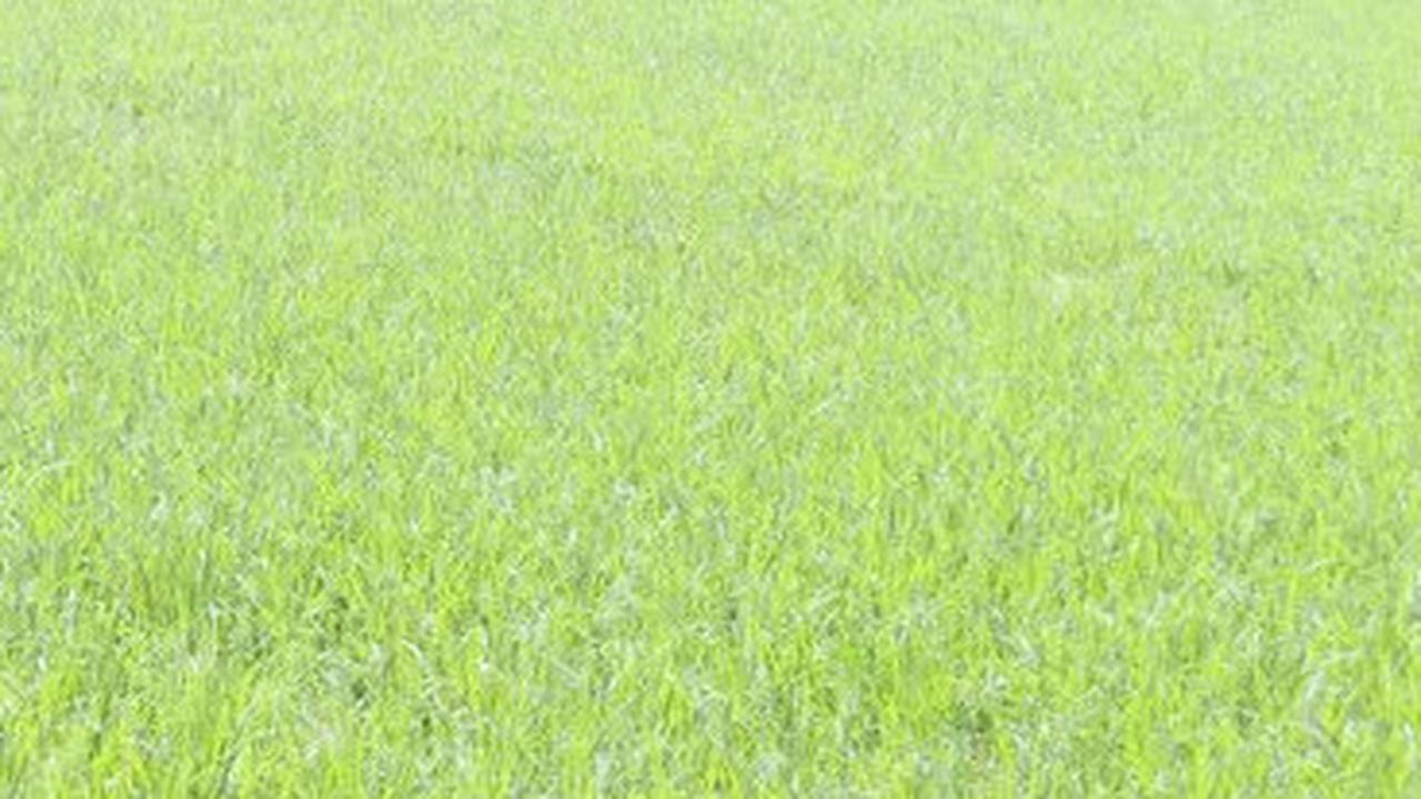 Kejam! Warga Kronjo Tangerang Ditakuti Pengembang, Disuruh Jual Sawah Rp35 Ribu per Meter Demi Proyek Pemerintah