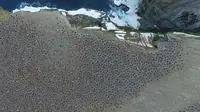 Penampakan koloni penguin Adélie dari atas, yang tertangkap kamera drone. (Thomas Sayre-McCord/Woods Hole Oceanographic Institution/Massachusetts Institute of Technology)