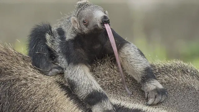 Anteater