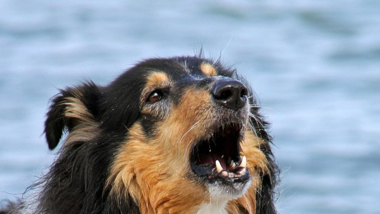 Rabies adalah penyakit zoonosis yang dapat menular melalui gigitan hewan.