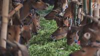 Sejumlah sapi sedang makan di sebuah penampungan di lahan milik UPT Balai Benih Pertanian di Kabupaten Karang Asem, Bali, Kamis (28/9). (Liputan6.com/Gempur M Surya)