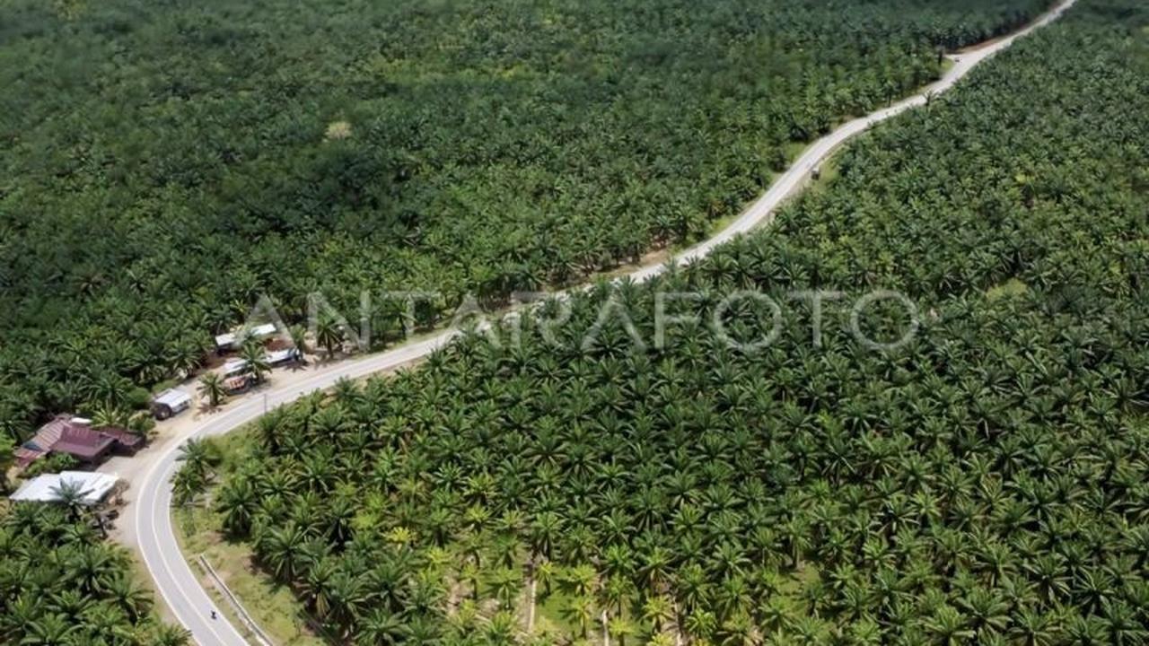 DPRD Kotim Tarik Rekomendasi KSO: Alasan Tumpang Tindih Lahan dan Administrasi