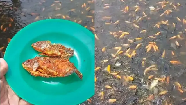 10 Potret Orang Beri Makan Ikan Layaknya Manusia Ini Kocak