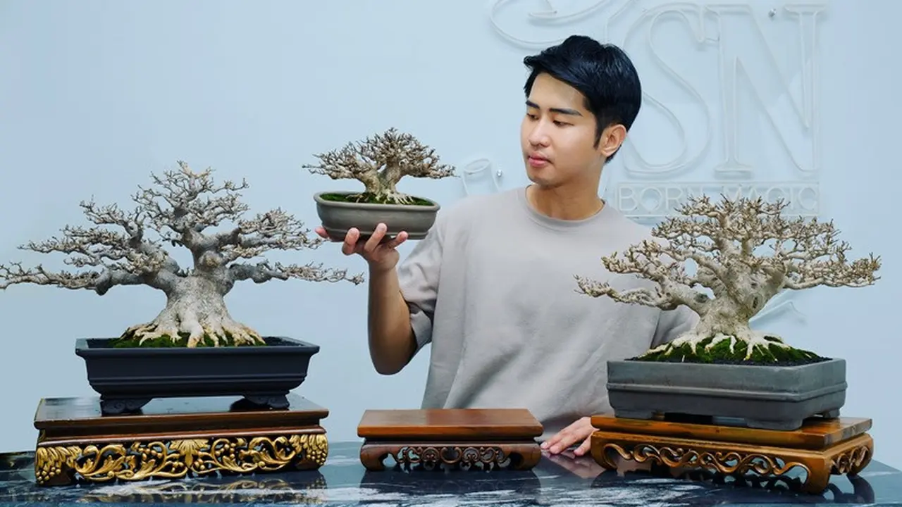 Pesulap Jusin Clasic Jadi Kolektor Bonsai Termuda