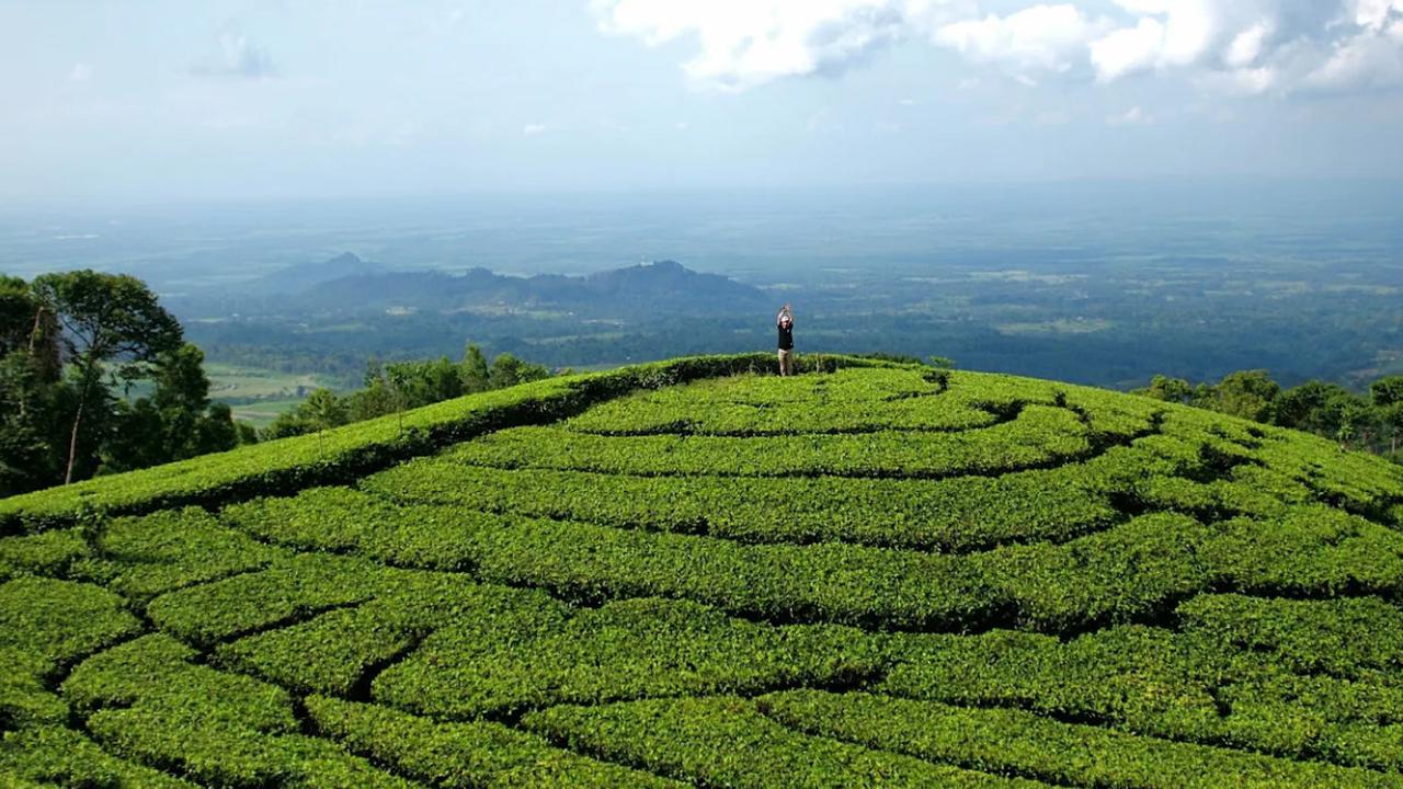 Mengunjungi Desa Girikerto Ngawi, Ada Kebun Teh Warisan Kolonial hingga Mata Air Alami yang Tak Pernah Kering