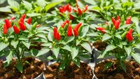 Kelebihan dan Kekurangan Cocopeat untuk Tanaman Cabai, Bisa Jadi Pertimbangan saat Berkebun Rumah