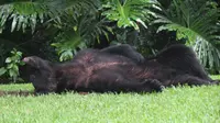 Ada-ada saja, si beruang tertangkap basah berbaring di halaman rumah penduduk.