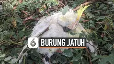 BURUNG JATUH