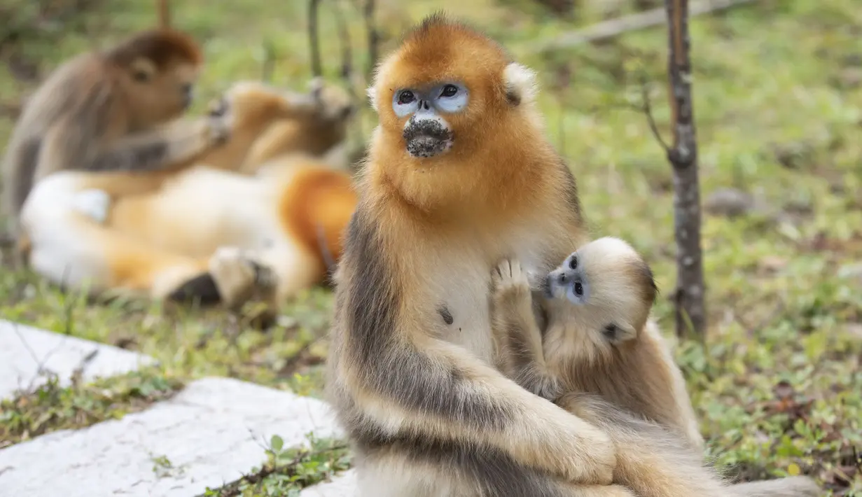 Kawanan monyet emas di Pusat Penelitian Monyet Emas Dalongtan, Taman Nasional Shennongjia, Provinsi Hubei, China, 11 Oktober 2020. Berkat upaya otoritas setempat dan perbaikan lingkungan selama beberapa tahun terakhir, jumlah monyet emas di Shennongjia kini hampir 1.500 ekor. (Xinhua/Wang Siban)