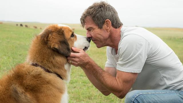 A Dog's Purpose (2017)