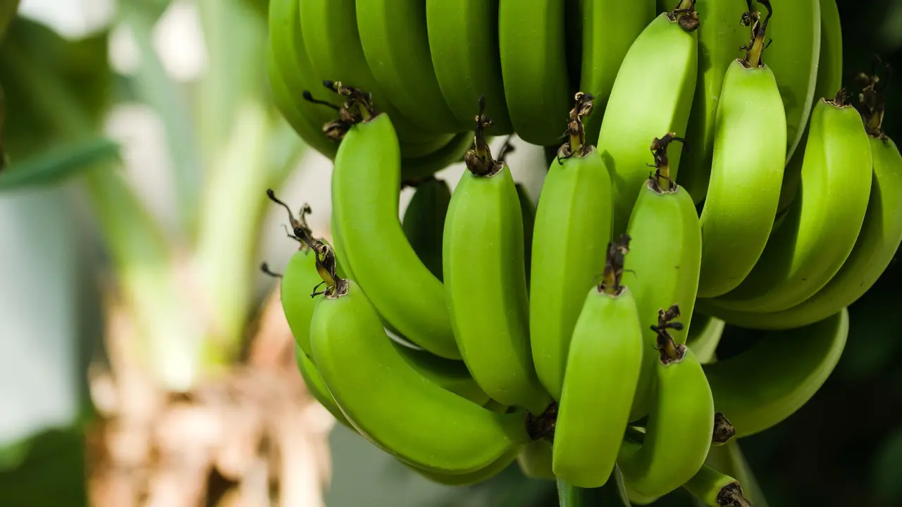 ilustrasi pisang mentah