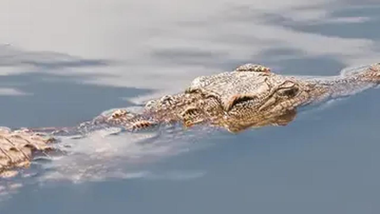 VIDEO: Viral Buaya Bawa Jasad Manusia yang Hilang Sepekan Lalu
