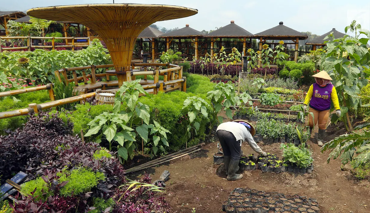Petani menyiapkan bibit sayur yang dikelola BUMDes Pujon Kidul di Pujon, Malang, Jatim, Kamis (26/9/2019). OJK mendorong optimalisasi peran BUMDes untuk meningkatkan kesejahteraan masyarakat desa melalui program Laku Pandai yang mencapai 3.611 nasabah hingga Triwulan II. (Liputan6.com/Johan Tallo)