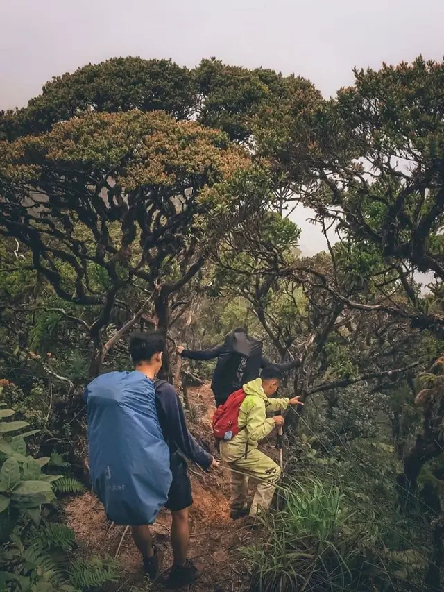 Pendaki beerada di Gunung Sibuatan, Medan, Sumatera Utara. (Dok: Instagram @mountsibuatan)