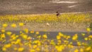 Seorang wanita berada menikmati suasana ditengah hamparan bunga liar yang tumbuh di Taman Nasional Death Valley, California (4/3). Lokasi tumbuhnya bunga-bunga ini merupakan tempat yang kering dan mustahil ditumbuhi tumbuhan. (ROBYN BECK / AFP)