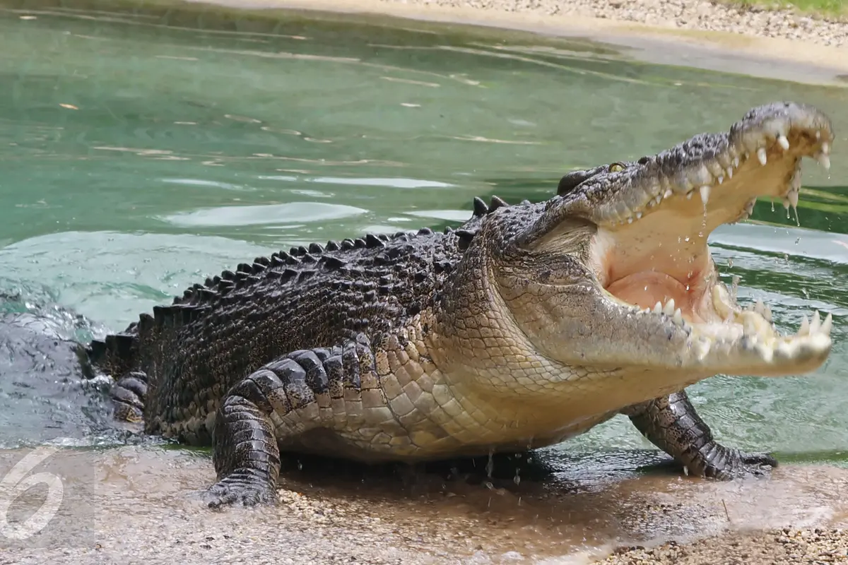 Binatang Buas Buaya
