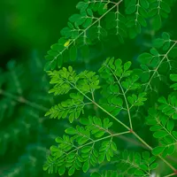 Kreasi Segar dan Sehat: 3 Resep Minuman Olahan Daun Kelor Sederhana | copyright pexels.com/Homesh Nasre