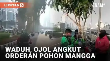 Driver ojek online tak jarang mendapatkan order untuk mengantar barang yang tak wajar. Seperti driver ojol berikut yang diminta mengantar barang berukuran besar. Terekam oleh pengendara motor di jalan, ojol tersebut mengangkut pohon mangga.