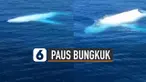 Fenomena menakjubkan saat penampakan paus bungkuk putih muncul di atas permukaan laut.