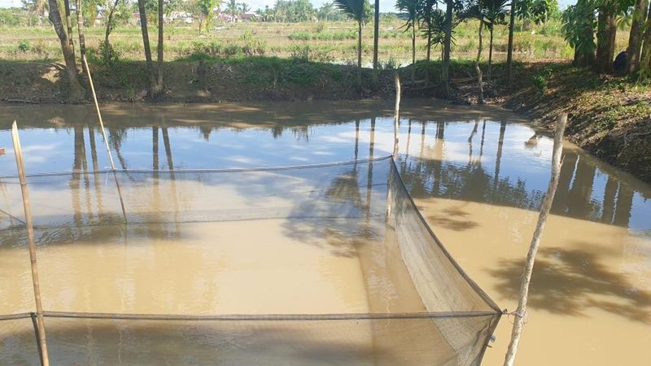 Fakta Unik: Banyuasin Pertahankan Status Penghasil Produksi Ikan Patin Terbesar Kedua di Sumsel
