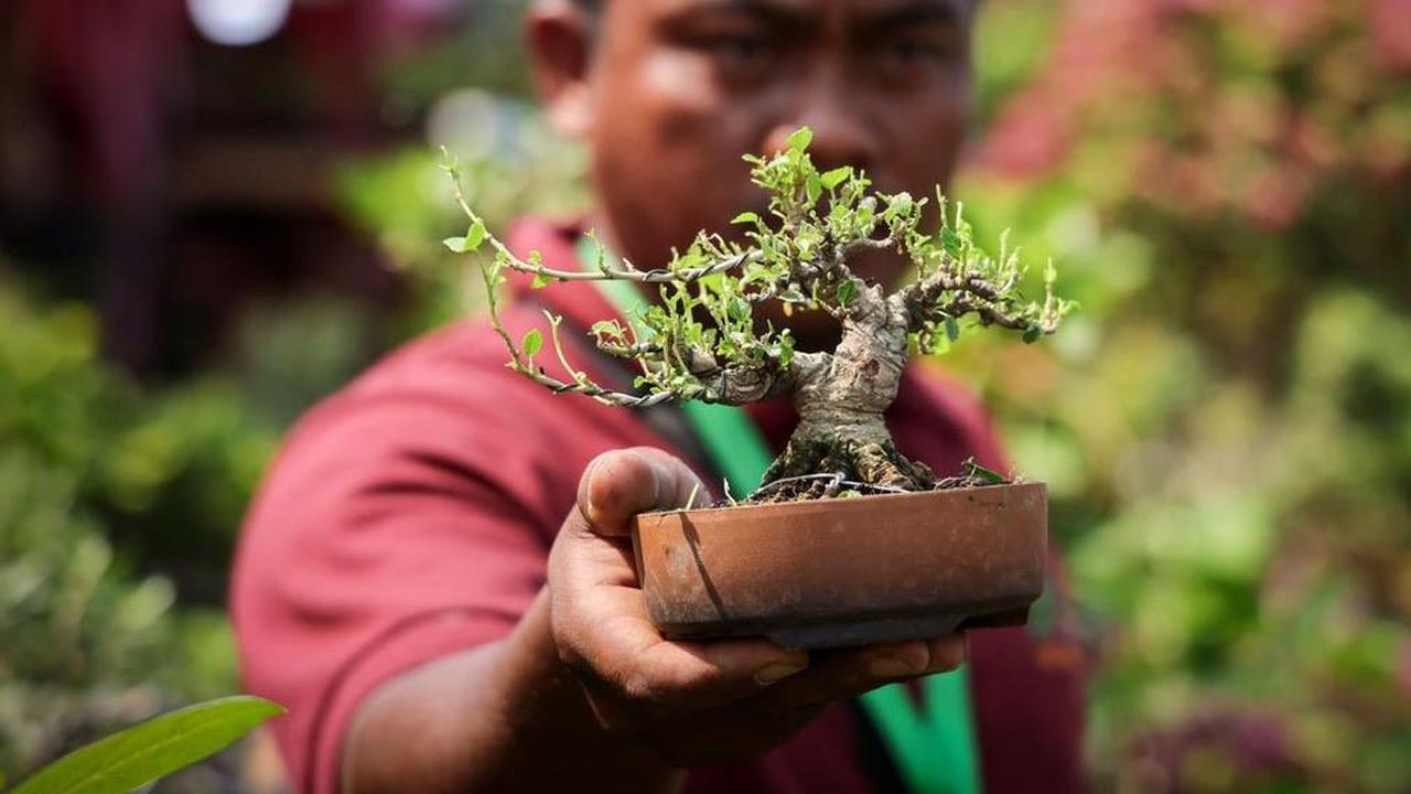 8 Alasan untuk Tidak Memelihara Pohon Bonsai di dalam Rumah, Salah Satunya Bawa Nasib Buruk?