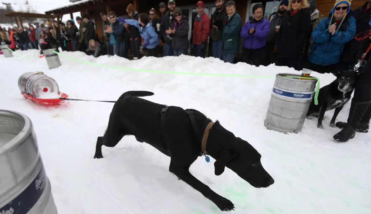 Seekor anjing menarik tong bir di arena salju saat perlombaan Monster Dog Pull di Red Lodge Ales, Montana (25/2). Lomba menarik tong di salju ini diikuti sekitar 40 anjing dari wilayah tersebut. (Jim Urquhart / Getty Images / AFP)