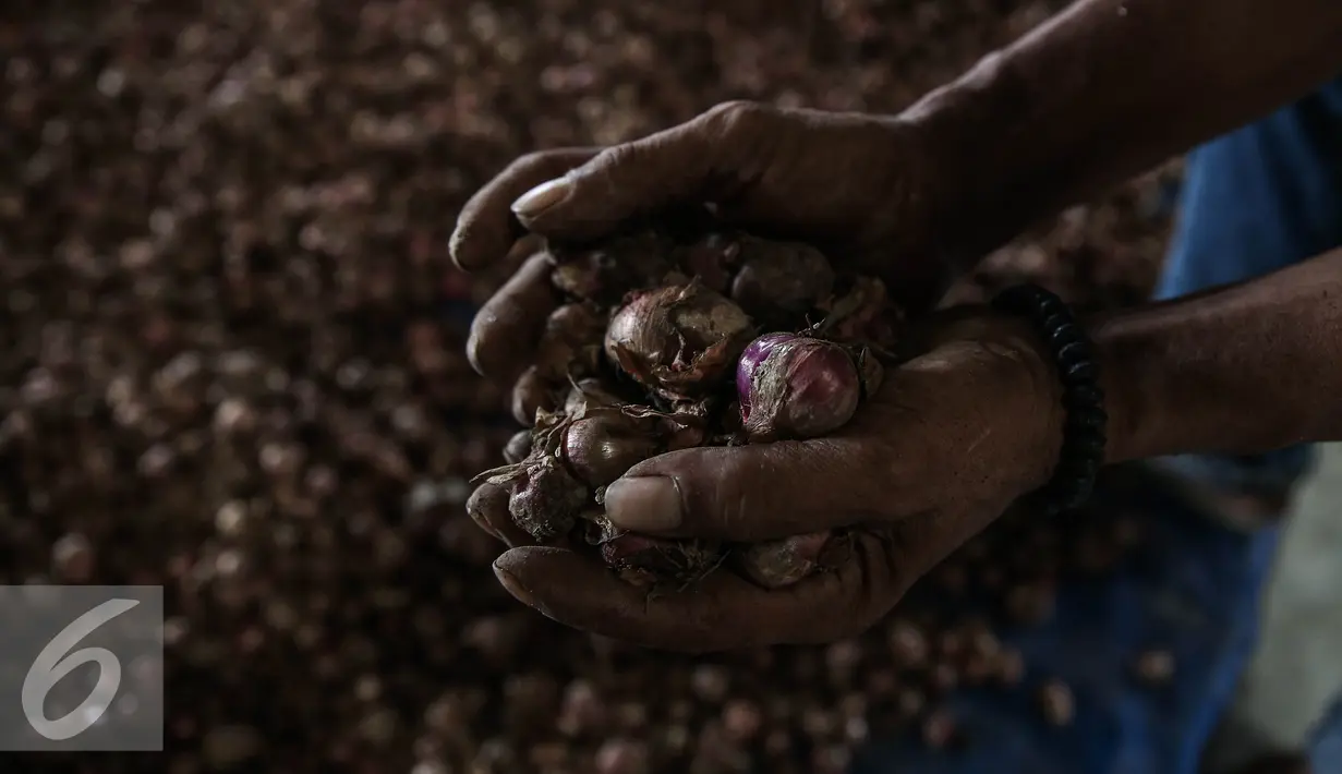 Pekerja menunjukan bawang merah di Gudang Bulog, Jakarta, Senin (16/5). Sebanyak 23.000 ton bawang merah disiapkan Kementerian Pertanian menjelang bulan puasa dan lebaran. (Liputan6.com/Faizal Fanani)