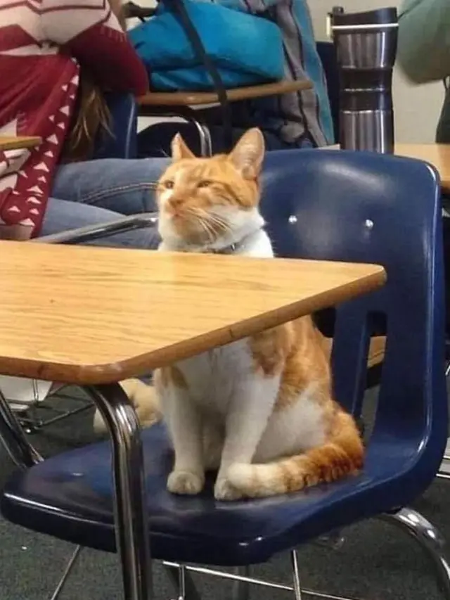 Gemas Banget, 7 Foto Kocaknya Kalau Kucing Sekolah