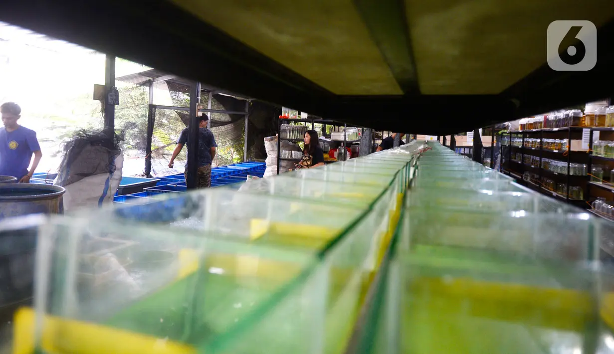 Aktivitas di pusat budidaya cupang Boston Betta Serpong, Tangerang Selatan, Selasa (8/12/2020). Dalam sebulan Boston Betta mampu menjual Ikan cupang hias sebanyak 10 ribu ekor dengan harga Rp20 ribu - Rp1,5 juta per ekor secara daring maupun langsung. (merdeka.com/Dwi Narwoko)