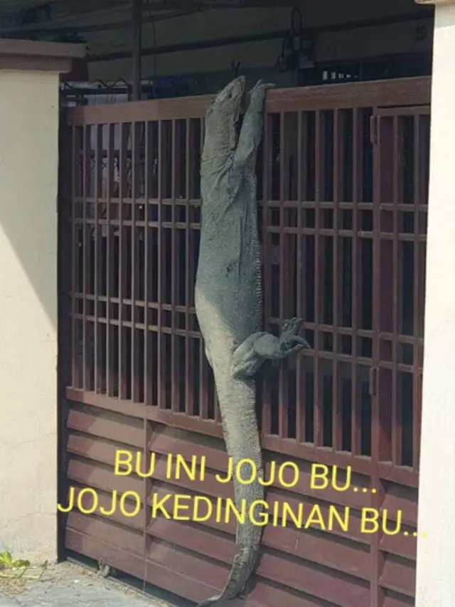 8 Meme Kocak Biawak Raksasa Memanjat Pagar Rumah