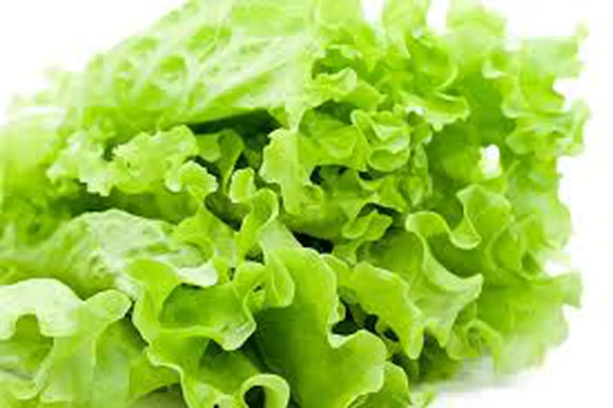Resep Menu dari Bahan Selada Air