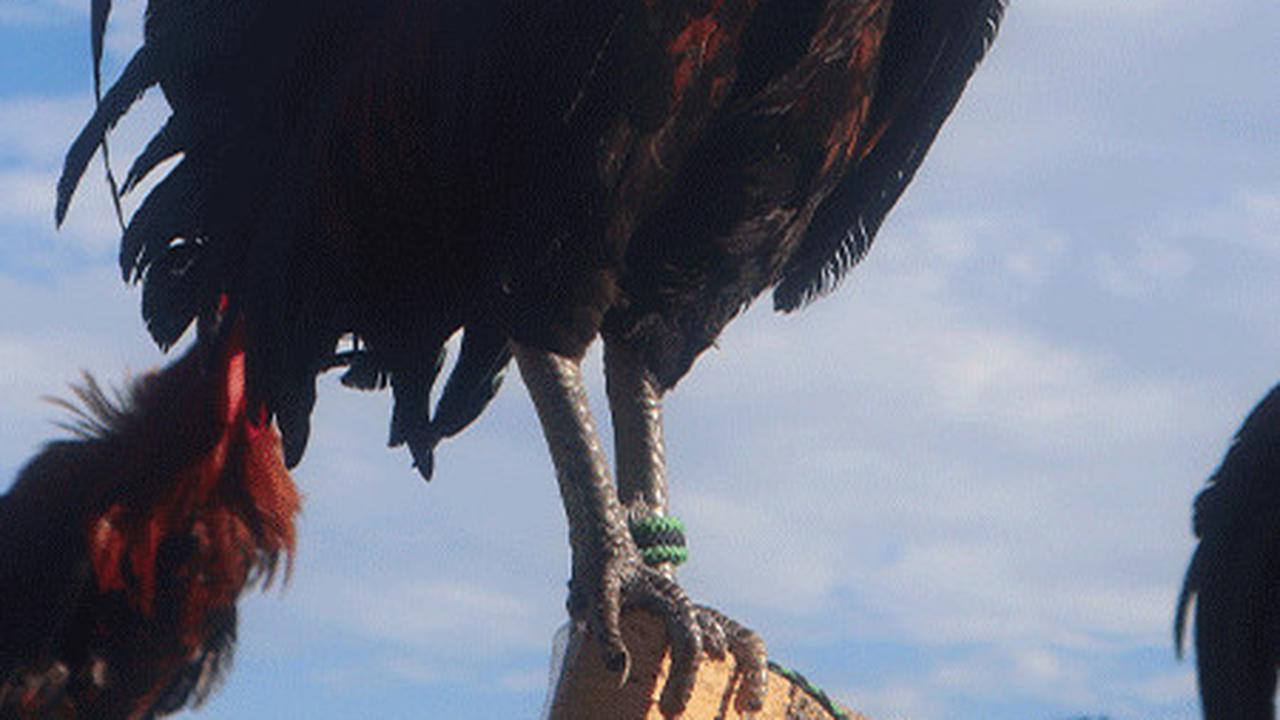 Mengenal Ayam Kukuak Balenggek, Hewan Endemik Sumatera Barat yang Punya Suara Merdu